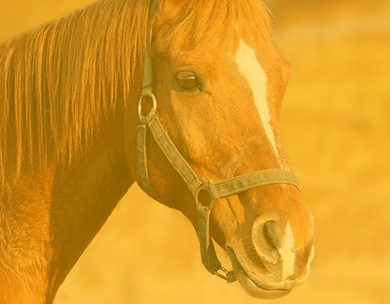 Aliments pour Chevaux