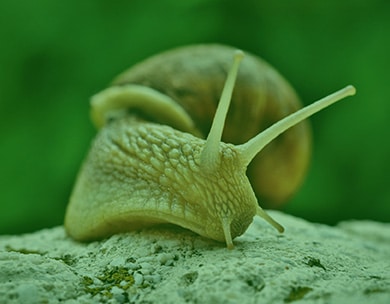 Aliments pour Escargots